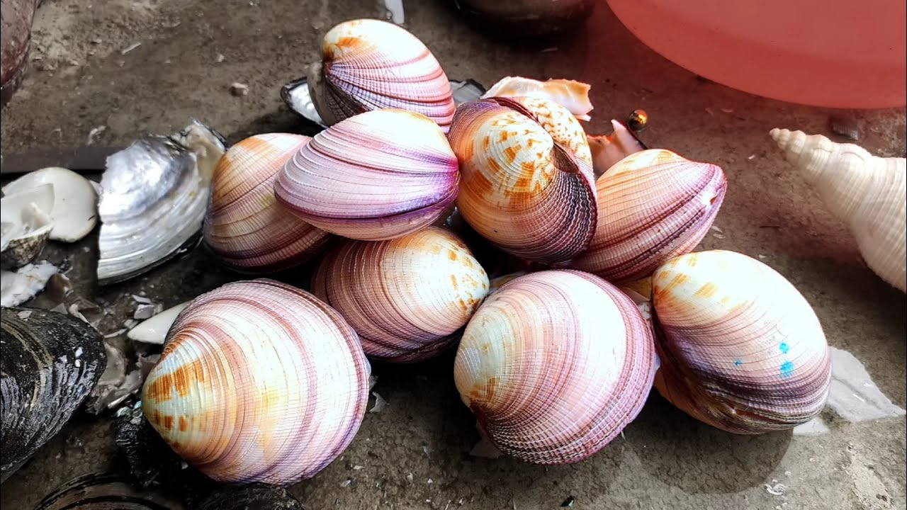 Super clear water, the pearl oysters here are big and round, and the