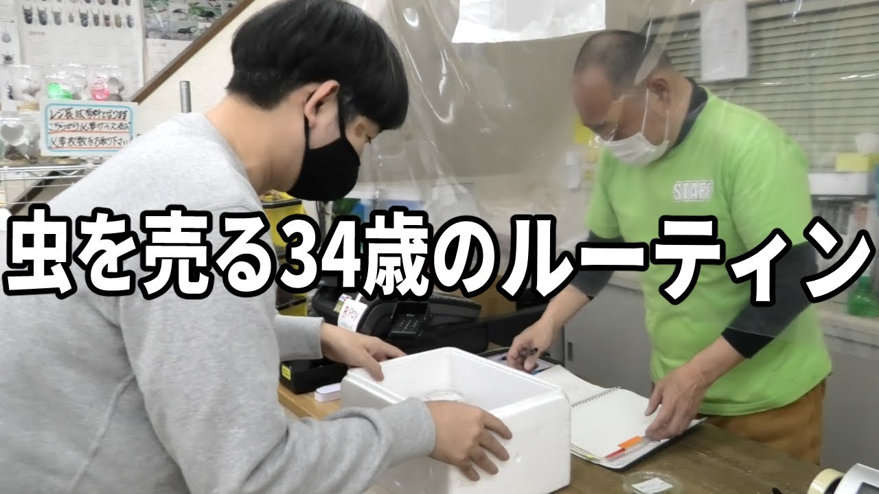 育てた虫が昆虫ショップで売られるまでのルーティン