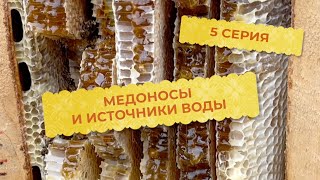 видео: 5 серия. Медоносная база вашего участка и источники воды. картинка: 5 серия. Медоносная база вашего участка и источники воды.