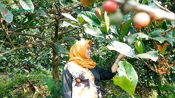 UMKM Bank Jombang: Kisah Sukses Pengusaha Kopi Bubuk Wonosalam