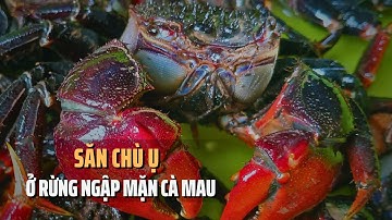 Khám Phá Nghề Săn Chù Ụ – Kiếm Nửa Triệu Mỗi Ngày ở Rừng Ngập Mặn Cà Mau | Tin Tức Miền Tây