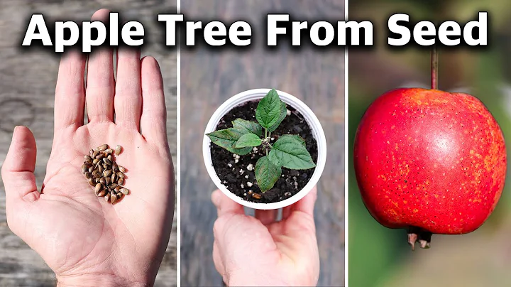 How to Grow an Apple Tree from SEED to FRUIT in 3 YEARS! 🍎 - DayDayNews