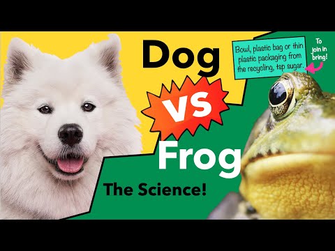 Science Show: Dog vs Frog!