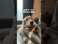 ジーーーー(´◉ω◉` ) #大型犬 #ゴールデンレトリバー
