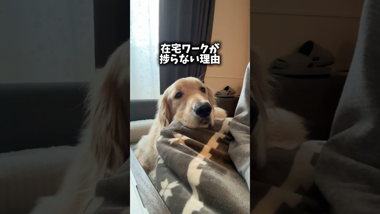 ジーーーー(´◉ω◉` ) #大型犬 #ゴールデンレトリバー