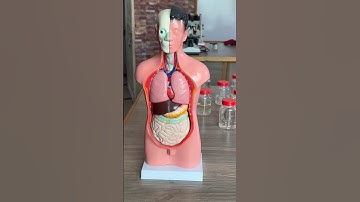 Do you have any recommendations for my science lab #youtubeshorts #seemabsyed #sciencelab