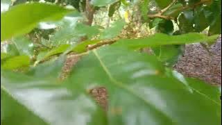 LAYANI PENGUNJUNG BUKTIKAN KEBUN JENGKOL 2 HEKTAR DI ROHIL-RIAU.#PENASARAN#SURVEY.