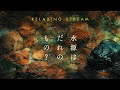 古座川源流 と 水源の森 │ Water source of deep mountain │ Relaxing Stream & Music / ASMR