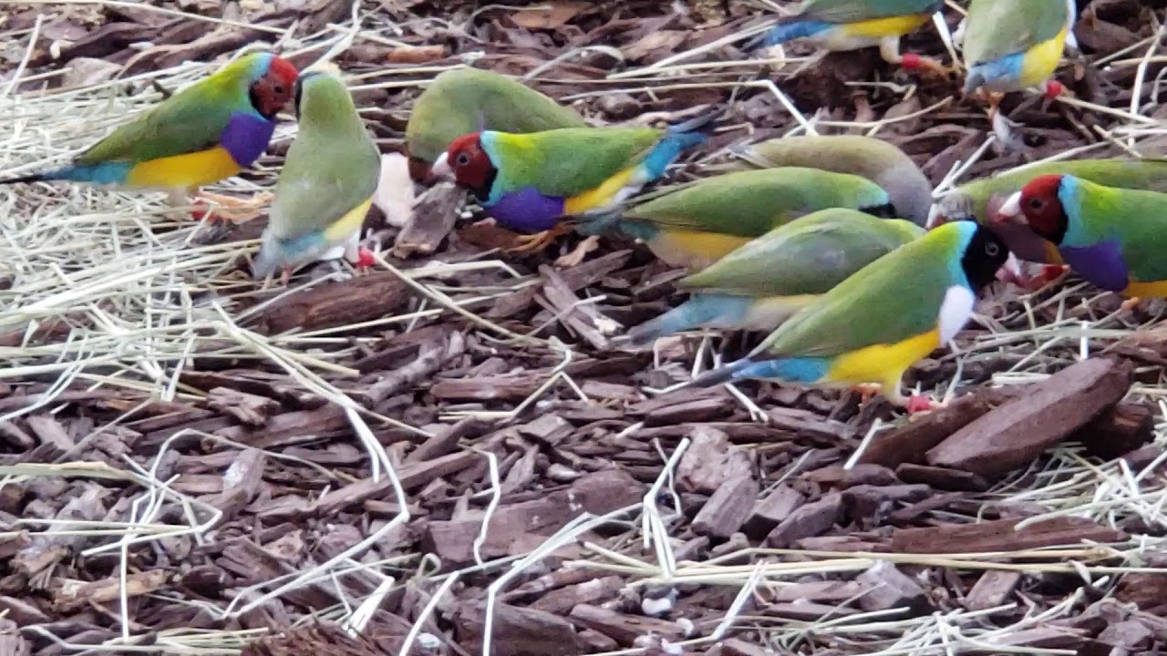 Gouldian Finches eating Egg Shells YouTube