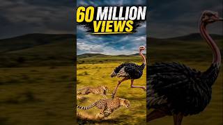 3 Cheetahs vs Giant Ostrich 😳 | Africa’s Most Dangerous Chase #cheetah #ostrich #wildlife #nature