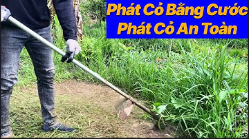 Phát Cỏ Bằng Cước: Máy Phát Cỏ Ba Lô​ ⁠@AnhCắtCỏ #maycatco #nongnghiep #máycắtcỏ #lawn #farming