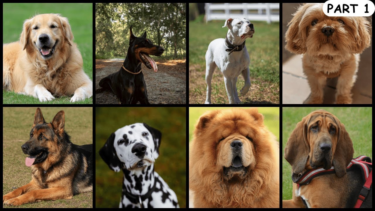 A List of 100 Popular DOG BREEDS | Part 1