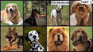 A List of 100 Popular DOG BREEDS | Part 1