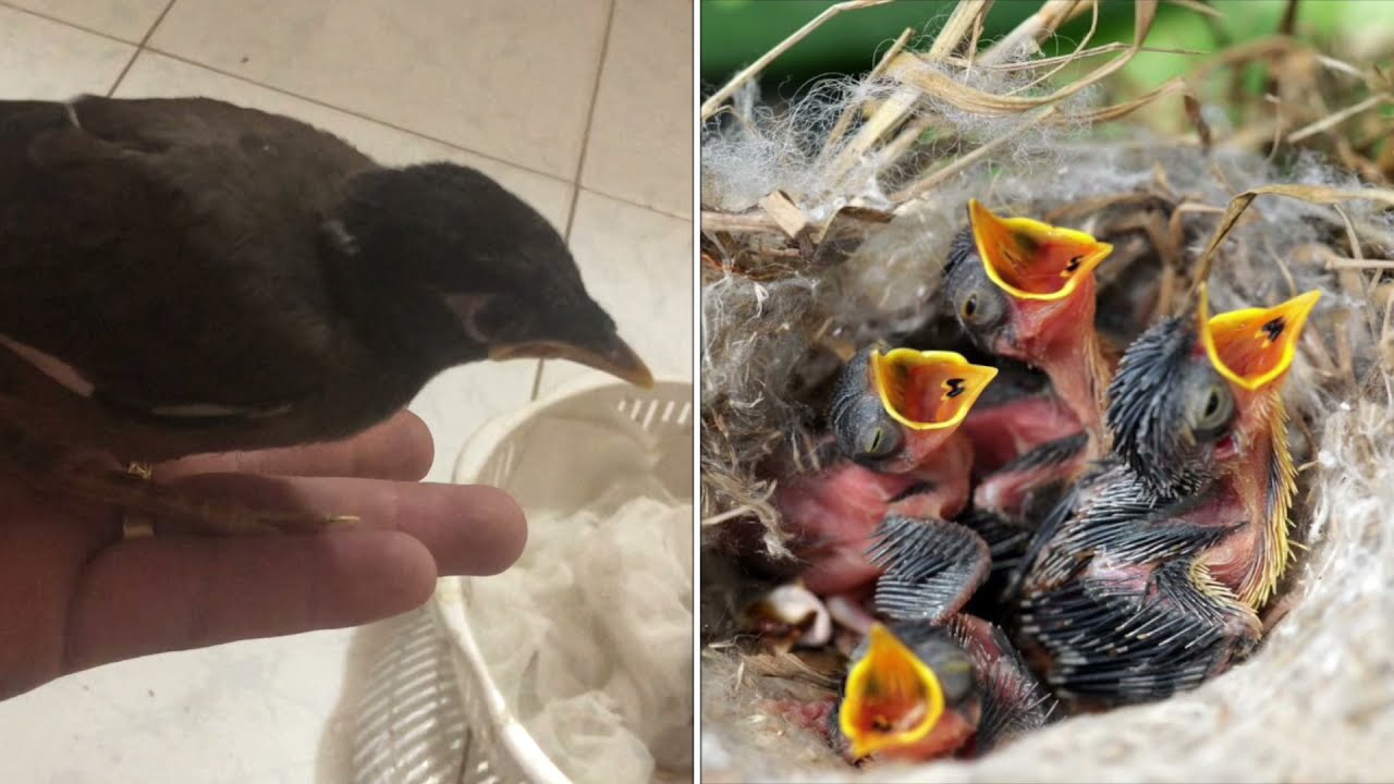 Cách nuôi chim sáo con | nuôi chim non có dễ không?