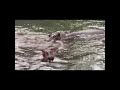 Hipo#shorts#ytshorts#shortsfeed#animals#