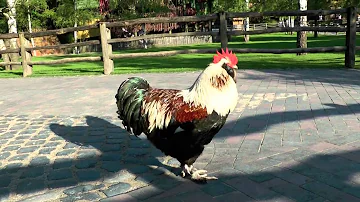 Wie ein Hahn schreien?