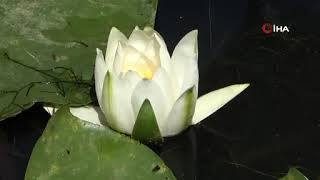 Bigadaki Nilüfer Gölünde Çiçek Koparana 557 Bin Tl Ceza