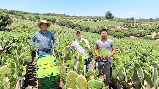 Huerta de NOPAL VERDURA SAGRADO para los mexicanos | Mayores productores de esta VERDURA en México