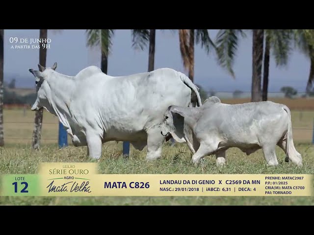 LOTE 12   MATA C826