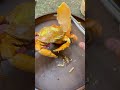 Listen to This Perfect Crab Crack 😳🦀