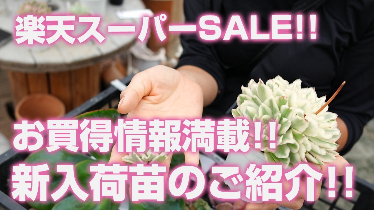Succulents] Rakuten Super SALE!! Packed with Great Deals