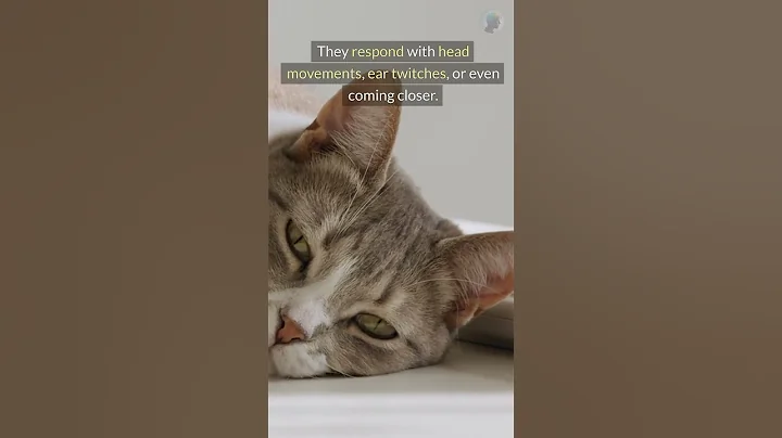 Do Cats Recognize Their Names? #cats #animalbehavior #petcare