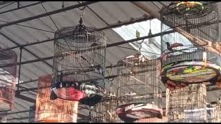 Download lagu sujud vs macuL² Tapak baya vs Kmbb di Robay enterprise