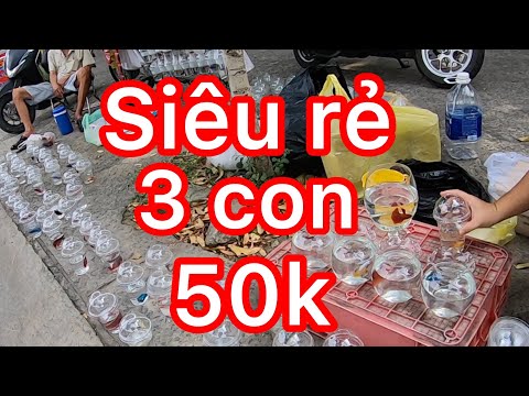 Video Phát hiện chú bán cá cảnh vỉa hè chuyên về betta,... - youtube