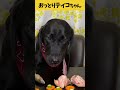 【ASMR おっとりティコちゃん11】何から食べようかな🥩🐟おっとりティコちゃんの咀嚼音/Raw Feeding Dogs asmr #shorts