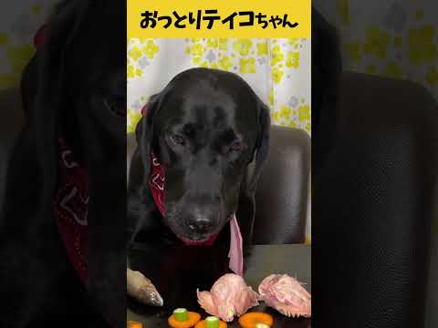 【ASMR おっとりティコちゃん11】何から食べようかな🥩🐟おっとりティコちゃんの咀嚼音/Raw Feeding Dogs asmr #shorts