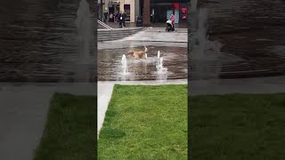 Playing Pup Finds Fun in a Fountain || ViralHog