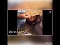 هل فعلا ماء الكمأة شفاء للعين تعرف علي الإعجاز العلمي في حديث النبي محمد 