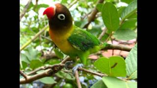 Single Terbaru - Goyang Lovebird