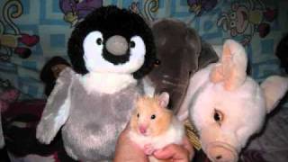 Teddy Bear Hamster Pictures screenshot 5