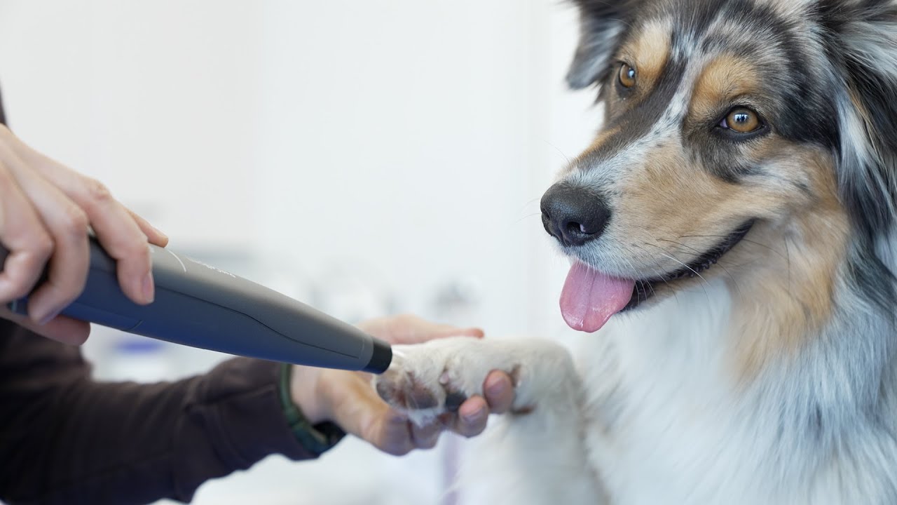 PetCellPen®  Plasmamedizin für jede Tierarztpraxis. Therapie mit Kaltplasma für Tiere.