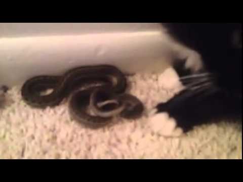 camera iphone 8 plus apk Wallie Jr. and the Garter Snake