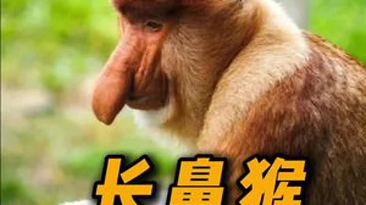 猴猴:鼻子越长，能力越强#动物世界 #长鼻猴  #反转搞笑 #动物趣事 #动物科普
