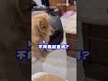 【配對失敗】阿金熱情翹屁股邀玩 遭貓妹妹無情打槍｜寵物｜貓咪｜狗狗｜阿金｜黃金獵犬｜邀請｜玩耍｜哈氣｜生氣｜互動｜ 反轉