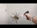 why did i shoot this SPIDER..