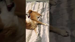 Shiba Screams After Being Hit