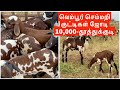 Vembur sheep breed pair rs 10000      10000