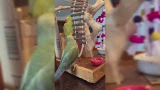 Beaker Sings Tinkerbells Name