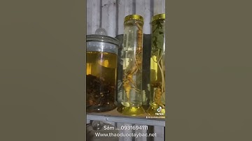 Sâm Ngọc linh ngâm rượu www.thaoduoctaybac.nét
