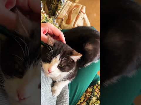 Syrian Cats Are So Cute I Didn T Take Him Syria Syrian Homs