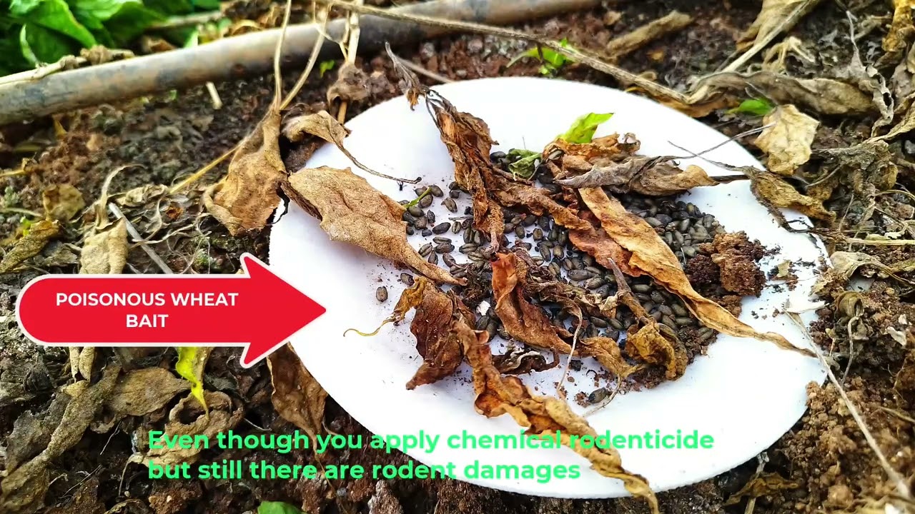 Ecological Rodent Management - Stories from Harran plain, Turkey