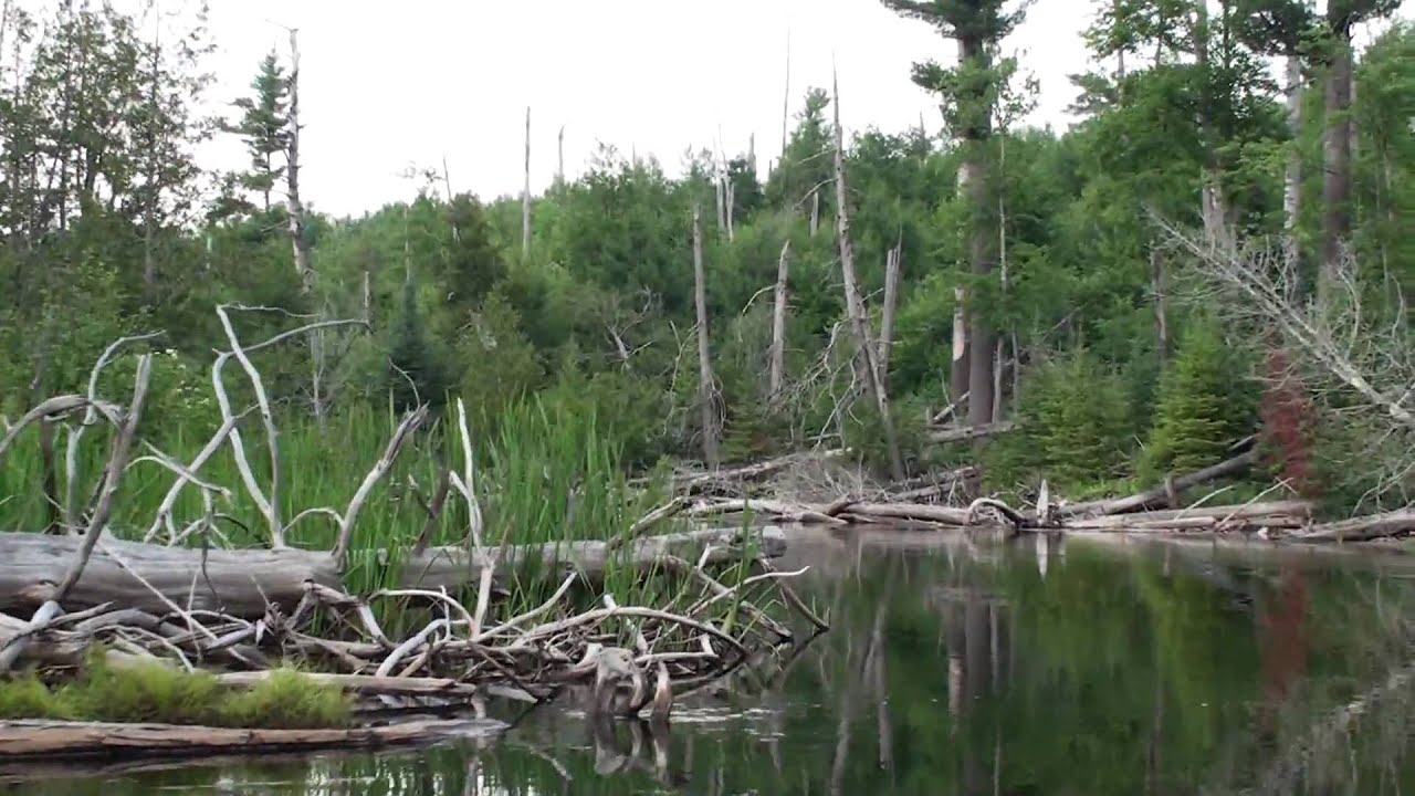South Branch AuSable River YouTube