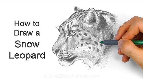How to Draw a Snow Leopard