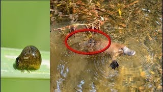 Astonishing Creatures That Prove Superpowers Actually Exist