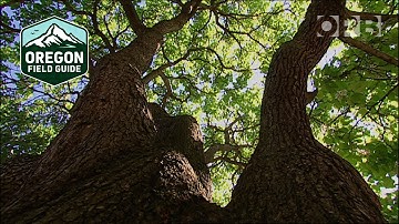 Preserving the spectacular 