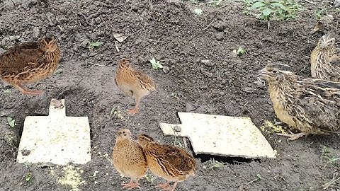 Easy Unique Underground Quail Bird Trap Using Paper Box And Deep Hole - Simple Quail Trap Work 100%